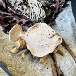 Fladfisk p� tr� - Lyser�d med pletter