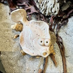 Fladfisk p� tr� - Lyser�d med pletter