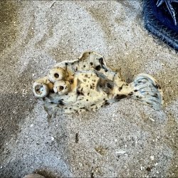Fladfisk med Magnet