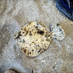 Fladfisk med Magnet