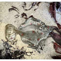 Fladfisk med Magnet