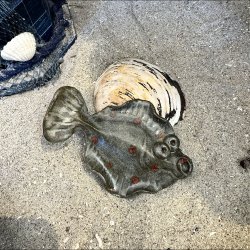 Fladfisk med Magnet