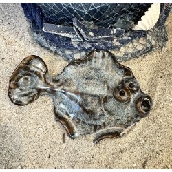 Fladfisk med Magnet