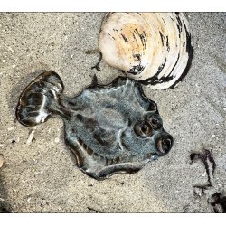 Fladfisk med Magnet
