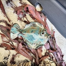 Fladfisk med Magnet