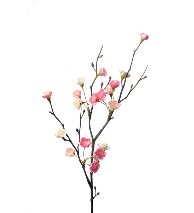 Kirseb�rgren 58 cm.