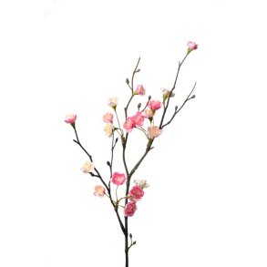 Kirseb�rgren 58 cm.