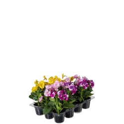 Hornvioler i potte - 15 cm.