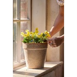 Hornvioler i potte - 15 cm.