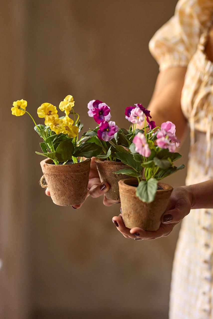 Hornvioler i potte - 15 cm.