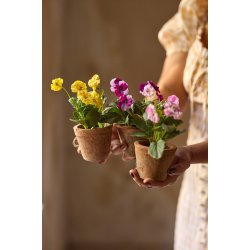 Hornvioler i potte - 15 cm.