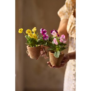 Hornvioler i potte - 15 cm.