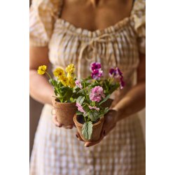 Hornvioler i potte - 15 cm.