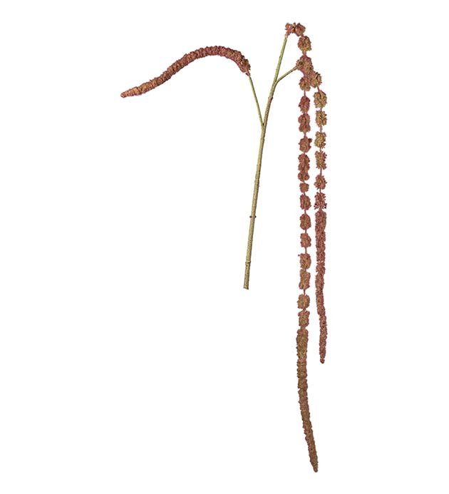 Amaranth - 55 cm. - R�d