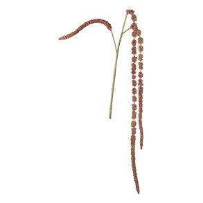 Amaranth - 55 cm. - R�d