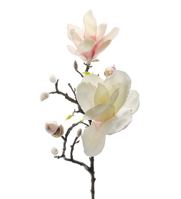 Magnolia gren - 60 cm. 