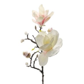 Magnolia gren - 60 cm. 